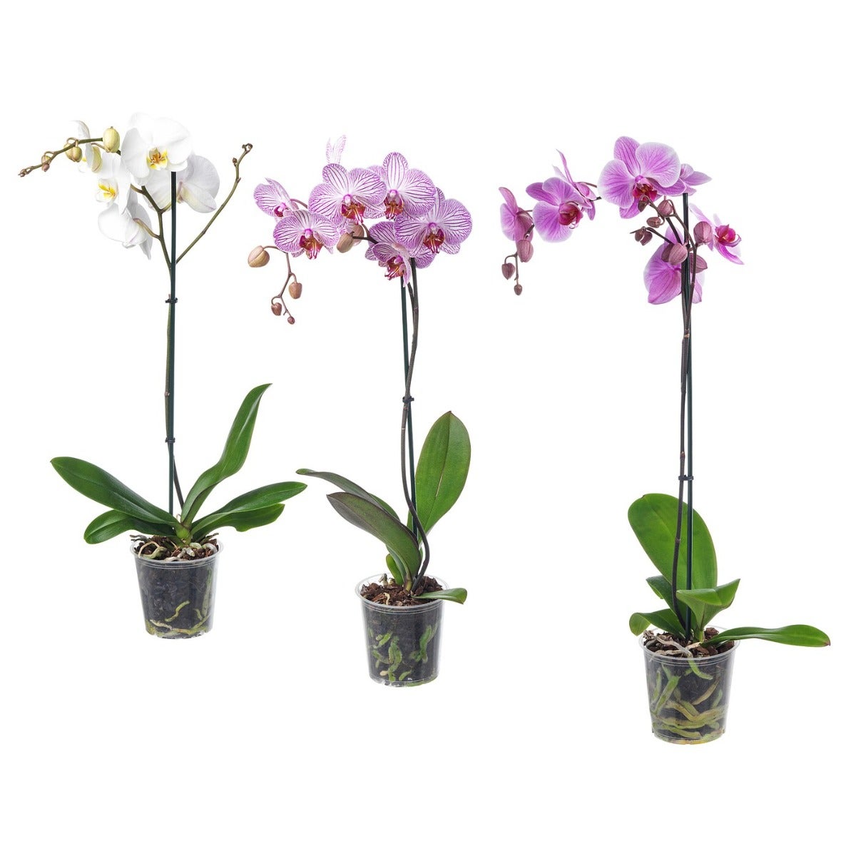PHALAENOPSIS... PHALAENOPSIS...