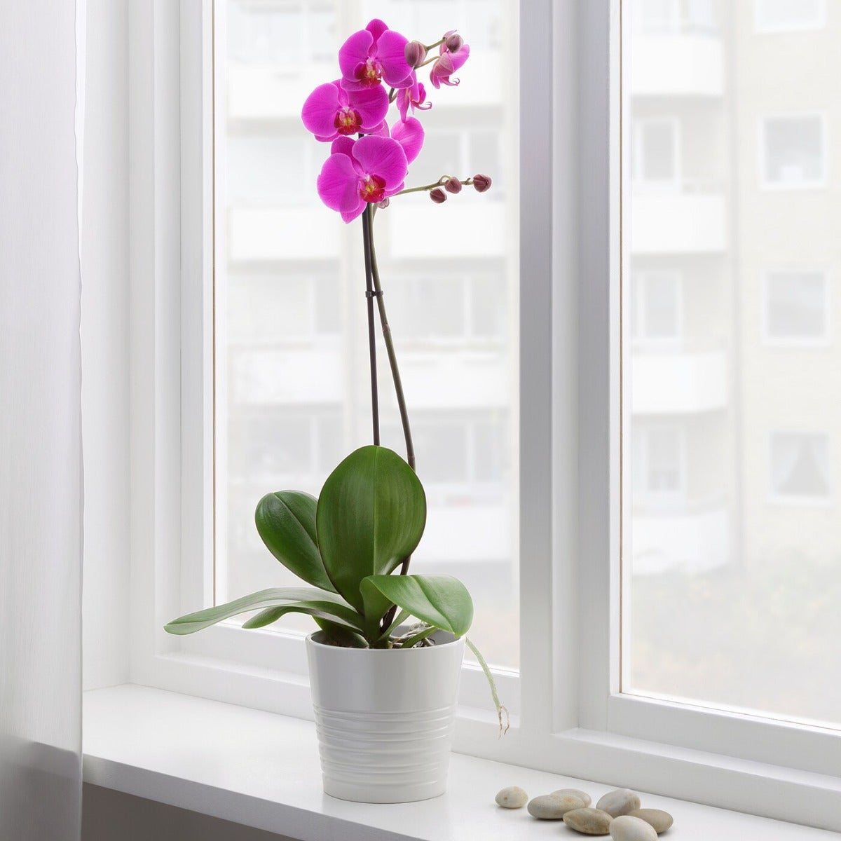 PHALAENOPSIS... PHALAENOPSIS...